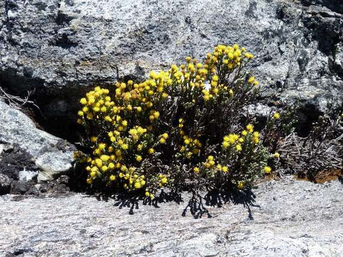 Pentacalia imbricatifolia