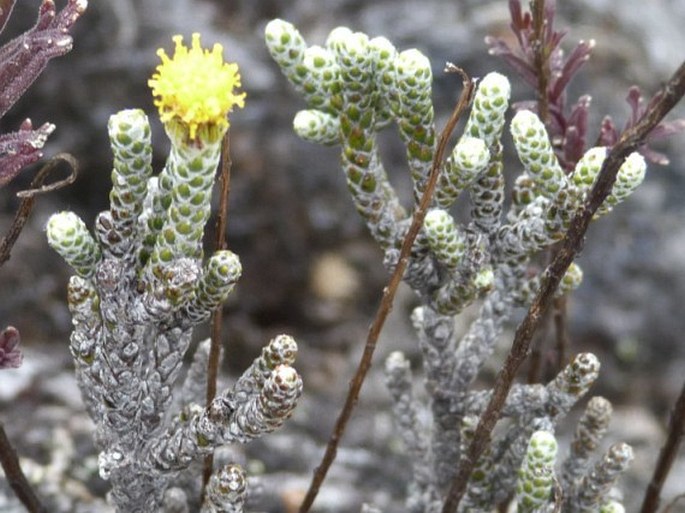 Pentacalia imbricatifolia