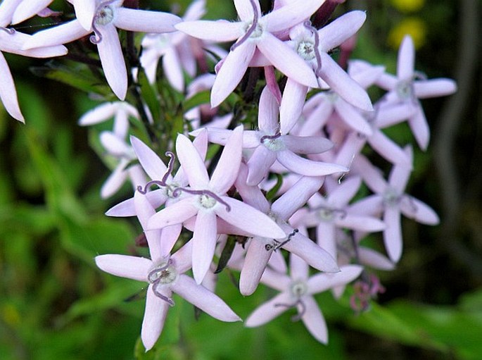 Pentas lanceolata subsp. quartiniana