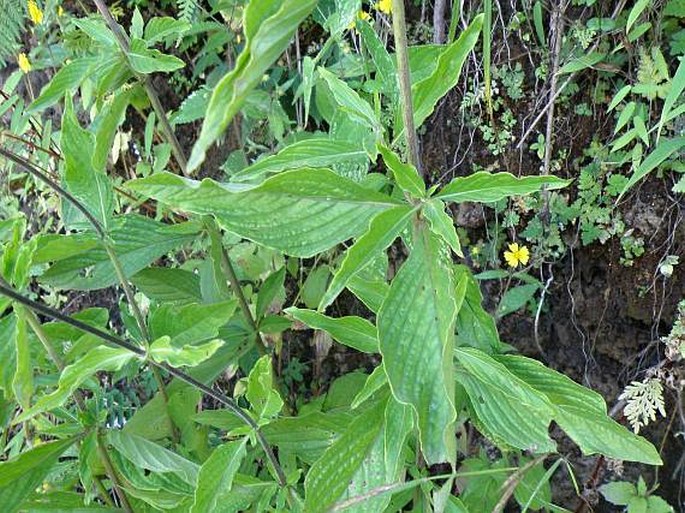 Pentas lanceolata subsp. quartiniana