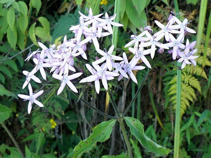 PENTAS LANCEOLATA subsp. QUARTINIANA (A. Rich.) Verdc.