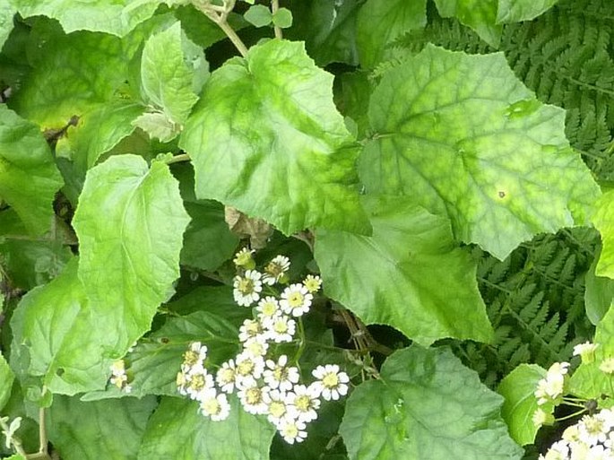 Pericallis appendiculata