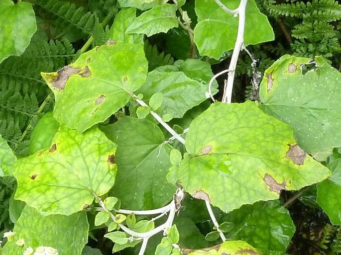 Pericallis appendiculata