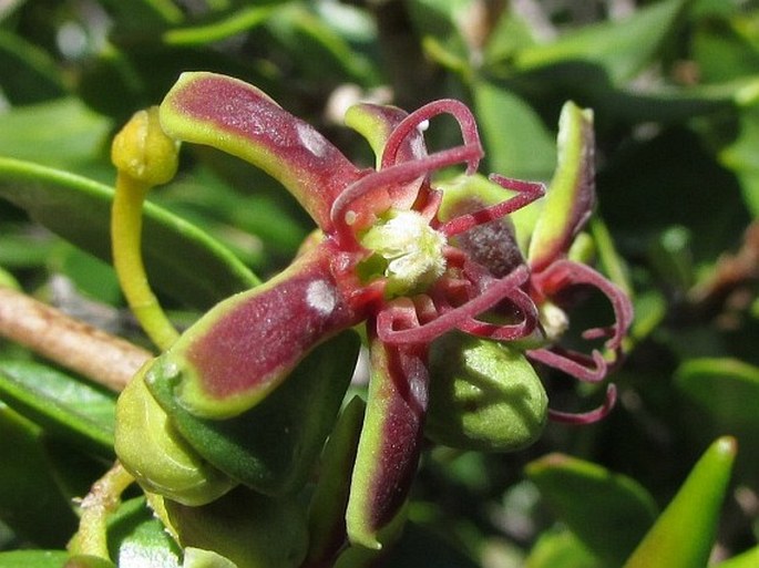 Periploca laevigata subsp. angustifolia