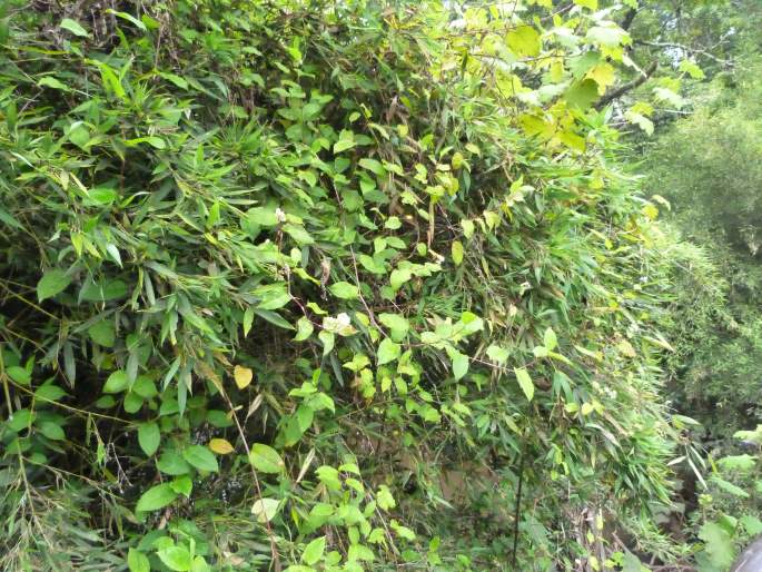 Persicaria chinensis