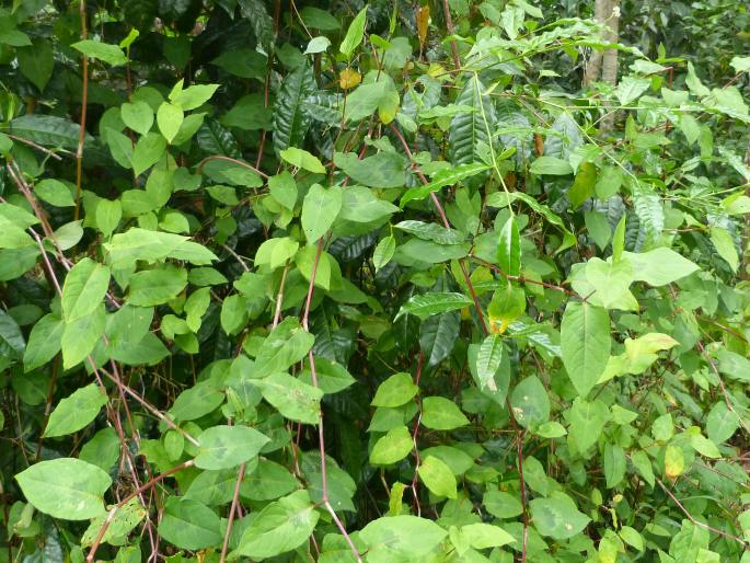 Persicaria chinensis