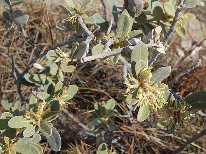 PERVILLAEA VENENATA (Baill.) Klack.