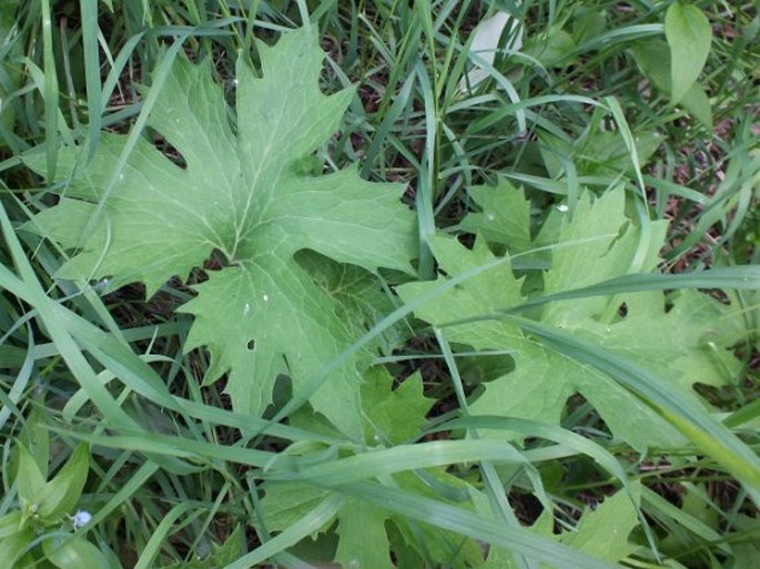 Petasites frigidus