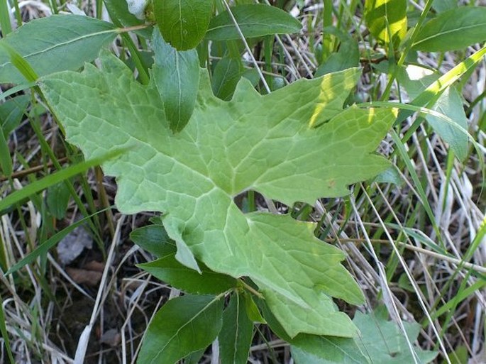 Petasites frigidus