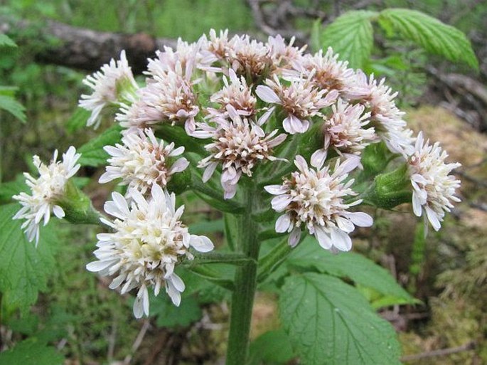 Petasites frigidus