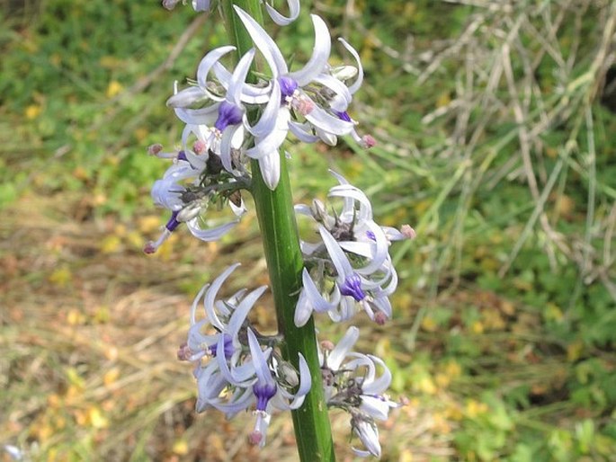 Petromarula pinnata