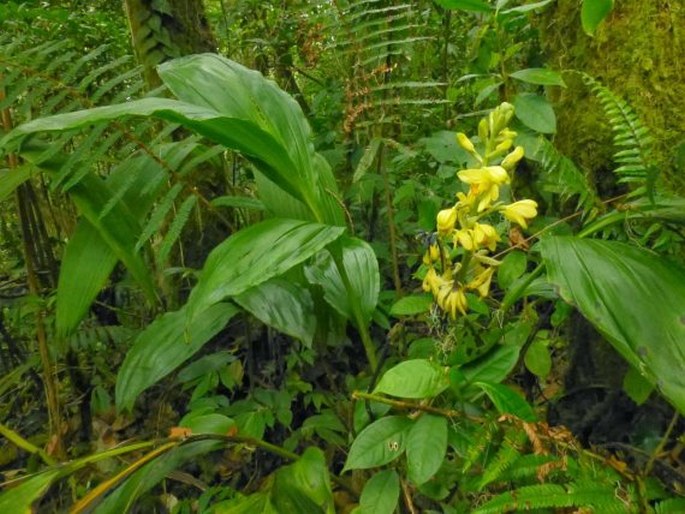 Phaius flavus