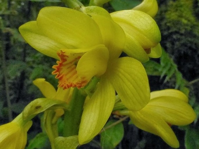 Phaius flavus