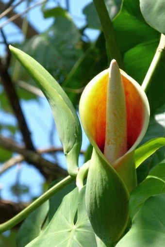 Philodendron hederaceum