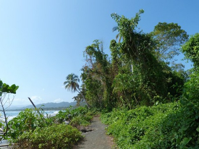 Philodendron hederaceum