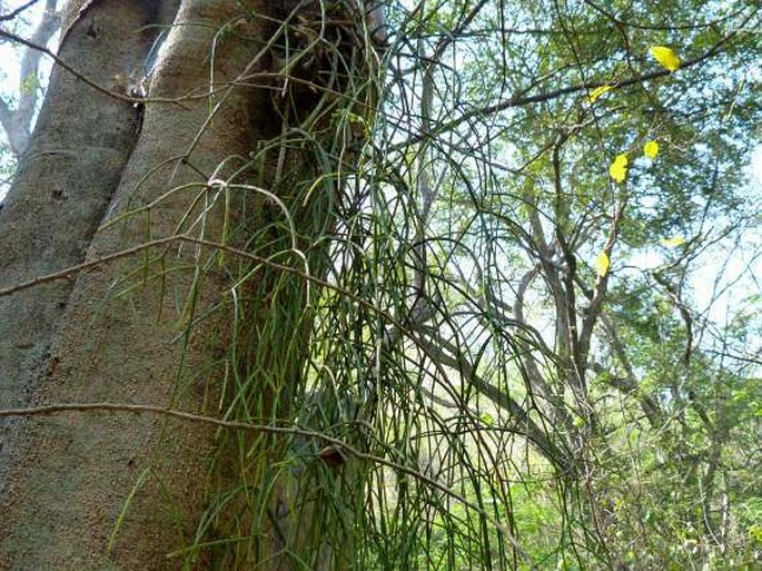 Rhipsalis baccifera