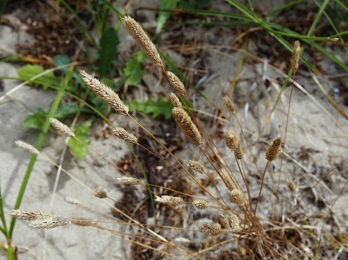 PHLEUM ARENARIUM L. – bojínek / timotejka