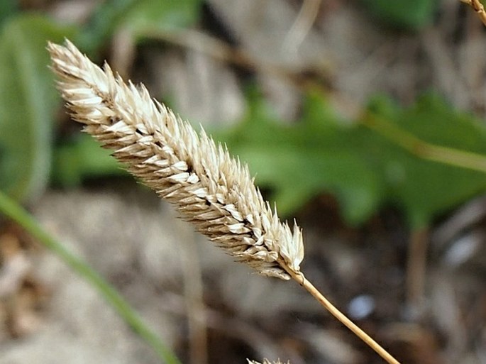 Phleum arenarium