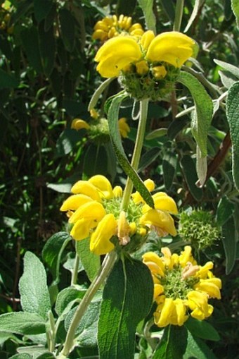 Phlomis lunariifolia
