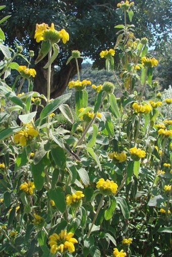 Phlomis lunariifolia