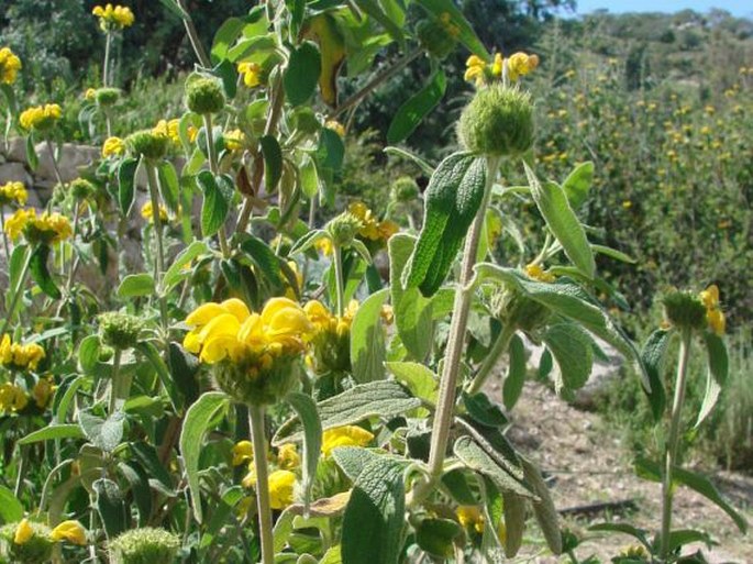 Phlomis lunariifolia