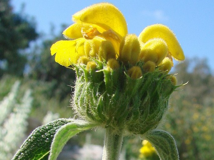 Phlomis lunariifolia