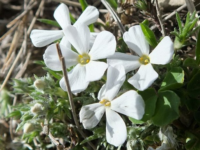 Phlox hoodii