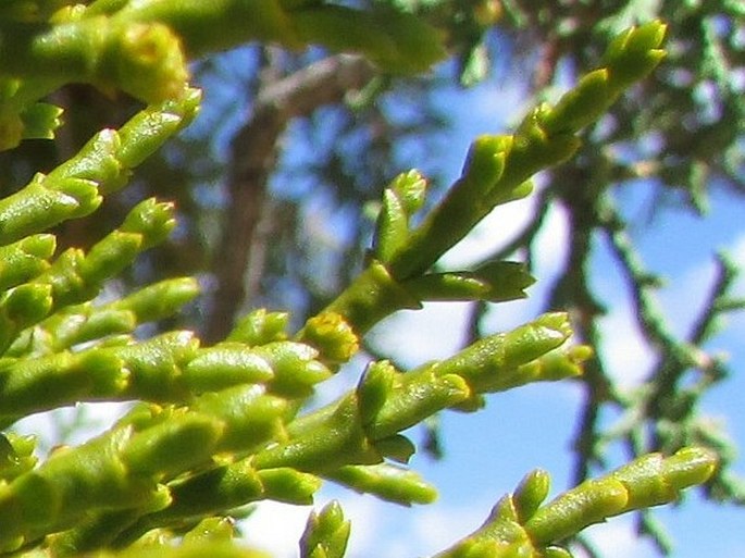 Phoradendron juniperinum