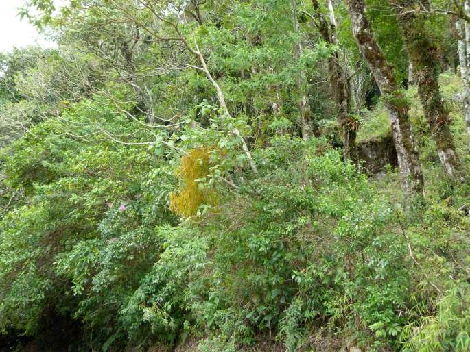 Phoradendron tonduzii