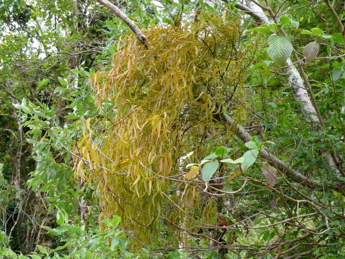 Phoradendron tonduzii