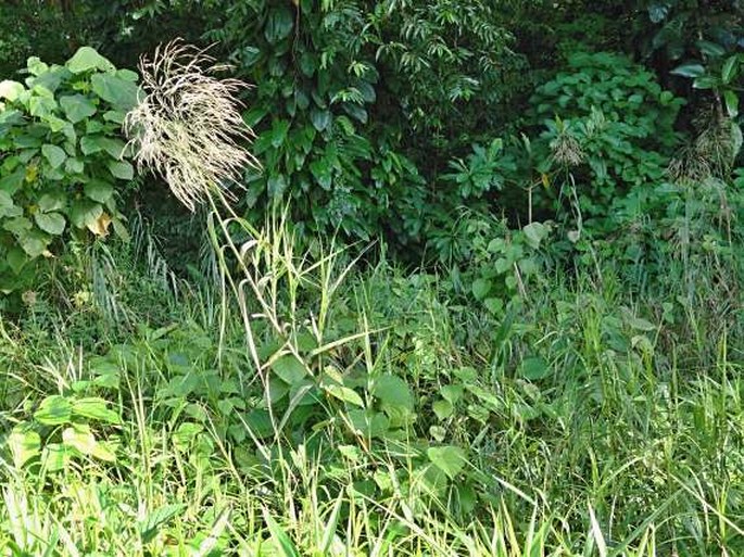 Phragmites karka