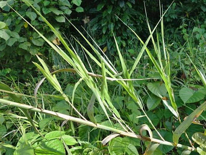 Phragmites karka