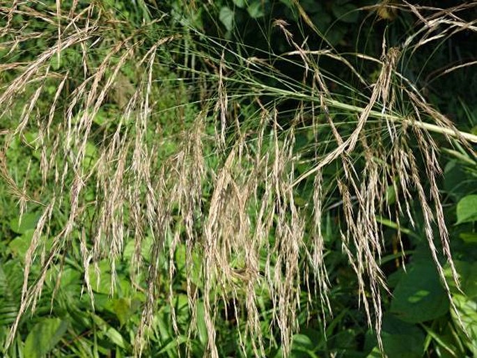 Phragmites karka