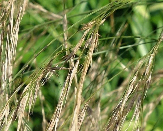 Phragmites karka