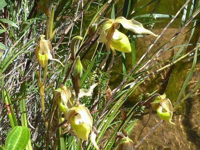 Phragmipedium klotzschianum