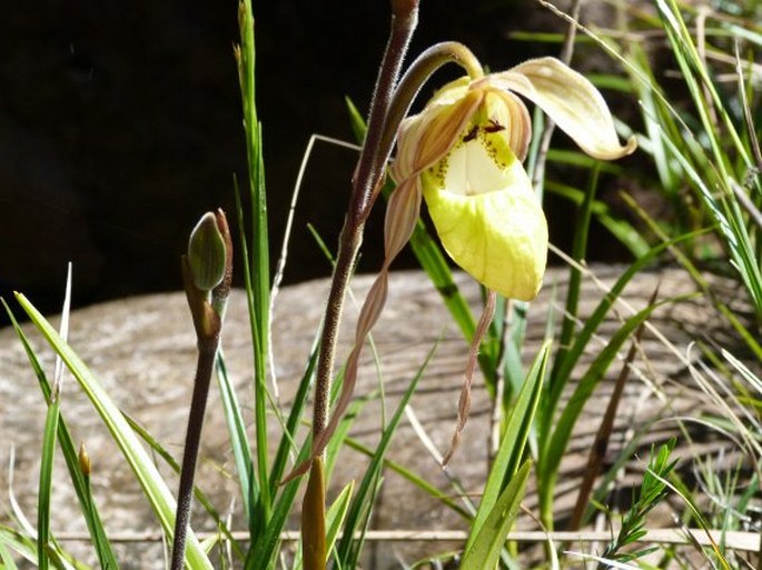 Phragmipedium klotzschianum