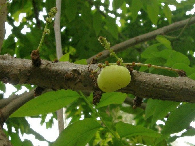 Phyllanthus acidus