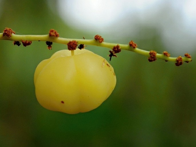 PHYLLANTHUS ACIDUS Poir.