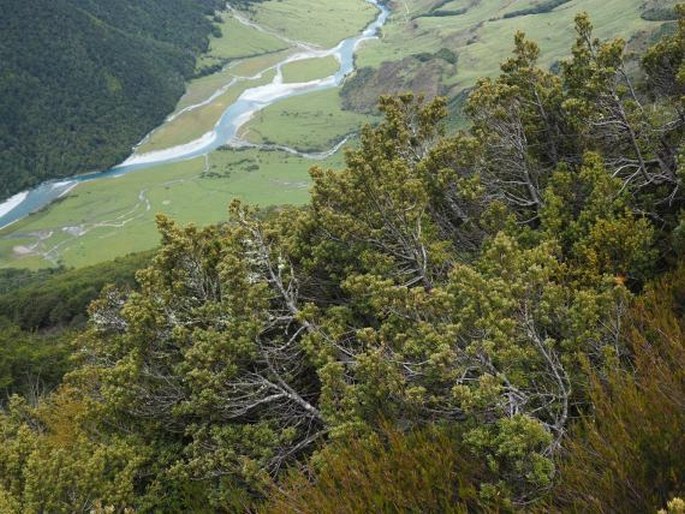 Phyllocladus alpinus