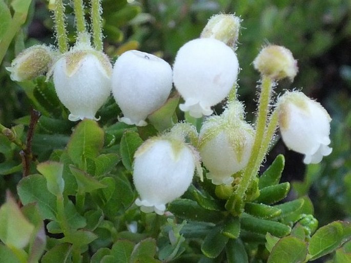 Phyllodoce glanduliflora