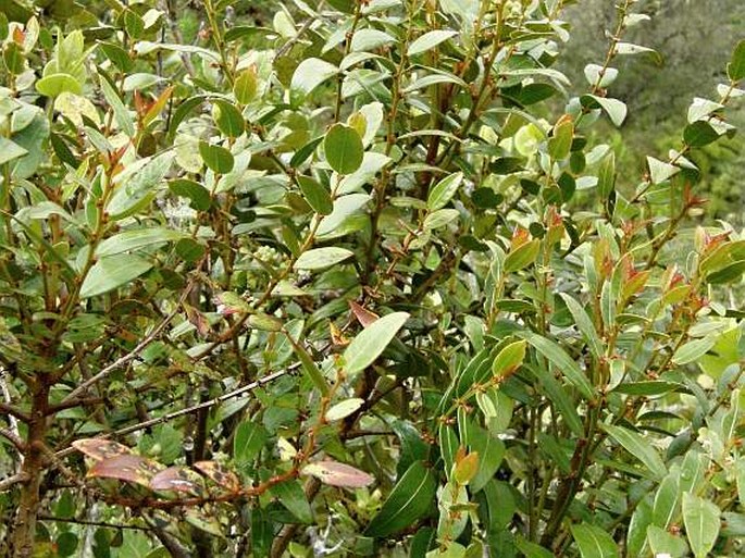 Phyllanthus phillyreifolius