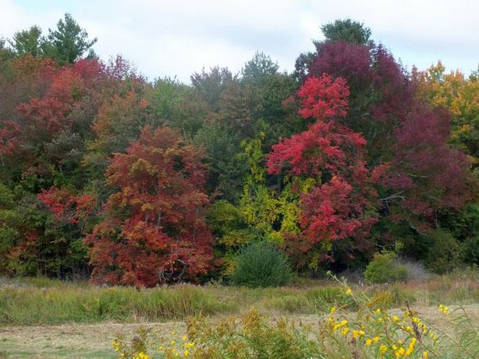 Phytolacca americana