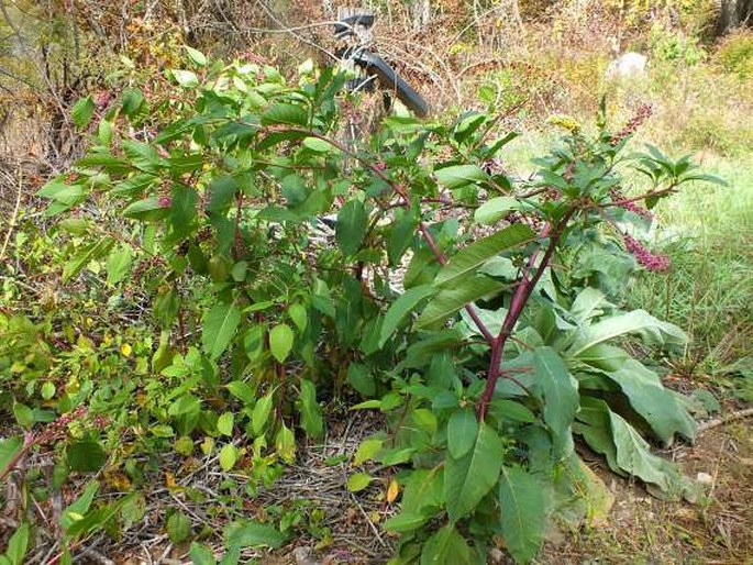 Phytolacca americana