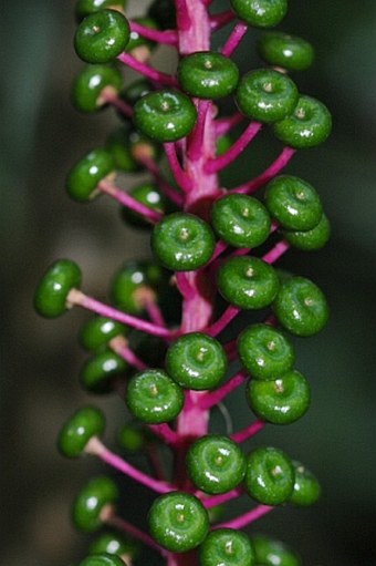 Phytolacca rivinoides