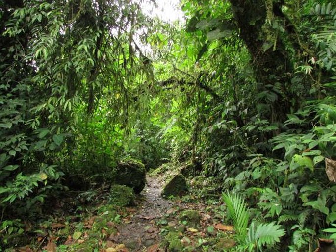 Phytolacca rivinoides