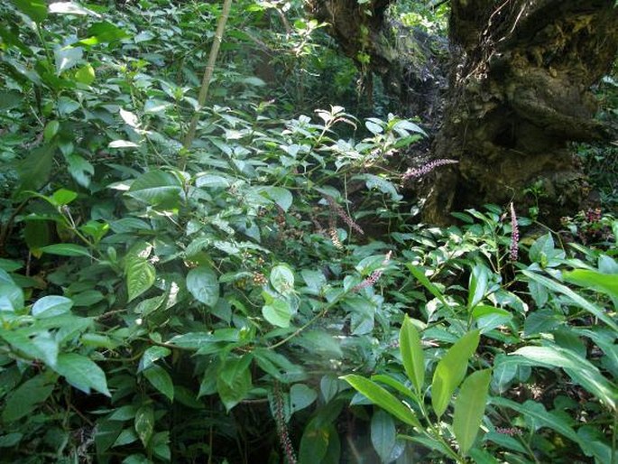 Phytolacca rivinoides