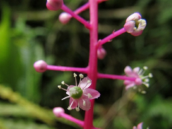 Phytolacca rivinoides