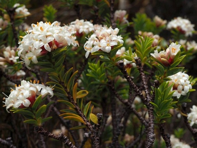 Pimelea gnidia