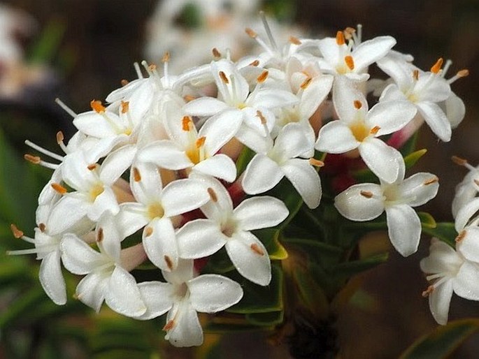 Pimelea gnidia