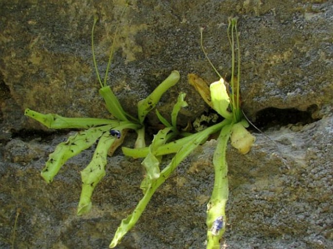 Pinguicula longifolia